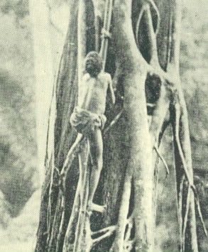 Kadar man climbing a tree. 