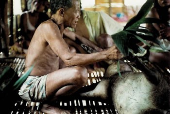 Semai shaman uses stiff palm leaves as a whisk to cool a dead boar, neutralizing the supernatural heat associated with blood, fire, and violence. Photo courtesy of Robert Knox Dentan; 2009.