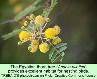 Egyptian thorn tree
