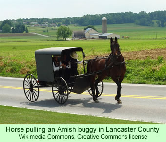 horse pulling an Amish buggy in Lancaster County
