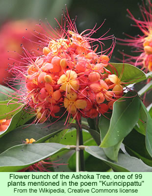 Flower bunch of the Ashoka Tree