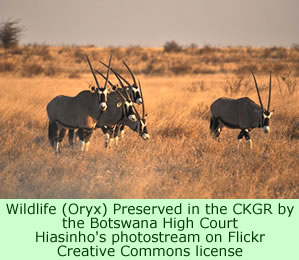 Central Kalahari Game Reserve wildlife