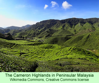 Cameron Highlands of Malaysia
