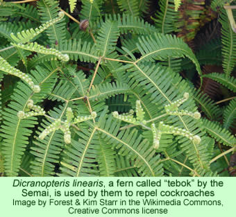 Dicranopteris linearis, a fern called "tebok" by the Semai