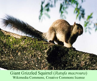giant grizzled squirrel