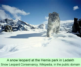 A snow leopard at the Hemis National Park in Ladakh