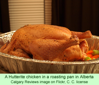 Hutterite chicken in a roasting pan in Alberta Calgary