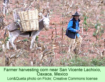 Lachixio farmer
