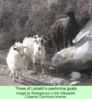 Pashmina goats in Ladakh