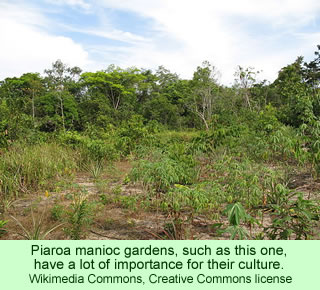 Piaroa manioc gardens