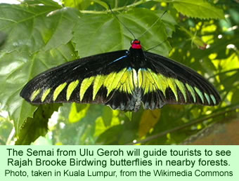 Rajah Brooke Birdwing butterfly