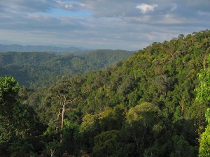The forest canopy of the Taman Negara National Park