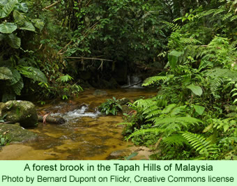 A forest brook in the Tapah Hills of Malaysia