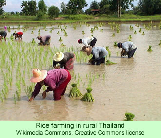 Thai rice farmers