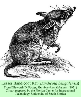 Lesser Bandicoot Rat