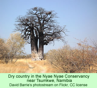 Baobab tree in the Nyae Nyae Conservancy