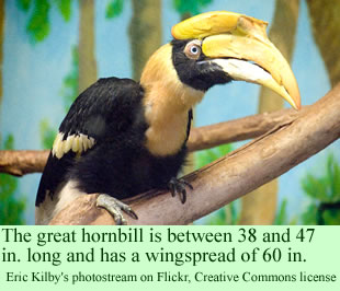 great hornbill