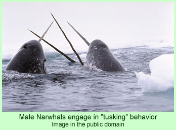 Male narwhals engage in 