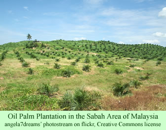 Oil Palm Plantation in the Sabah Area of Malaysia
