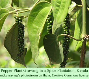 pepper plant in Kerala