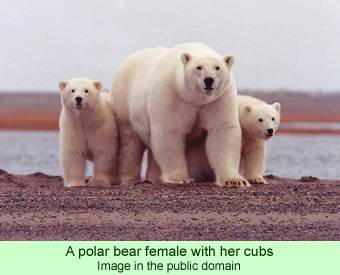 A polar bear female with her cubs