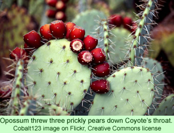 prickly pears