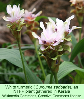 White turmeric