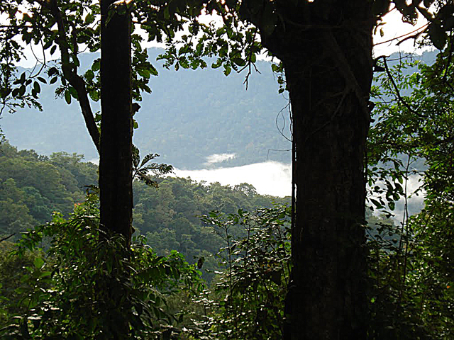 The forest of the Pathanmthitta District near Chalakkayam