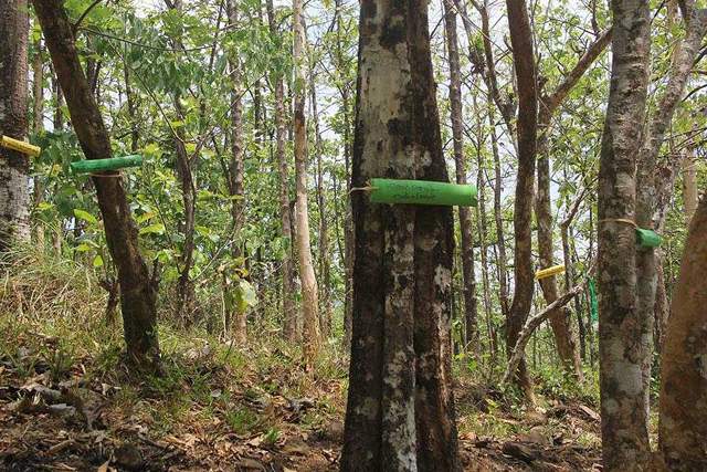 Bamboo friendship bands attached to trees in the Vazhachal Athirapilly Forest, March 13, 2016