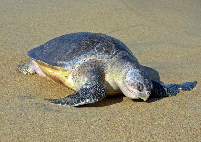 An olive ridley turtle on a beach