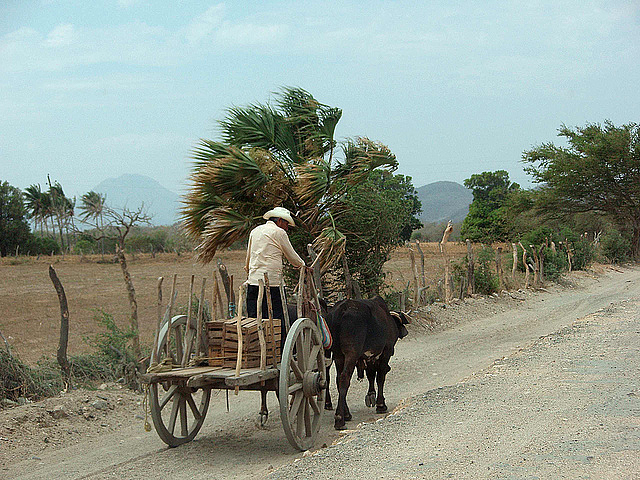 A man riding a cart along a road of San Mateo del Mar, in the Isthmus of Tehuantepec, contending with the wind