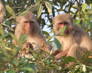 Rhesus macaque, Macaca mulatta, are native to South, Central, and Southeast Asia