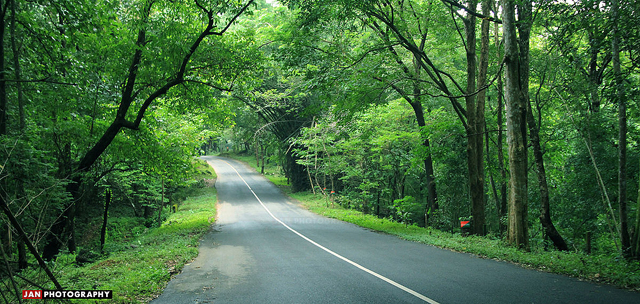 A road through the Athirappilly Forest