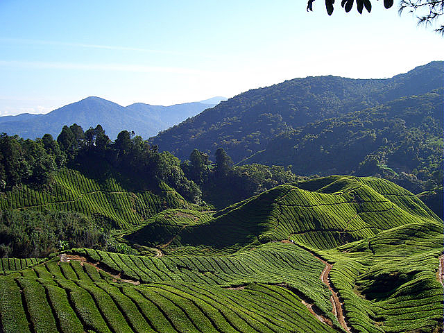 A view of tea fields and forests in the Cameron Highlands 