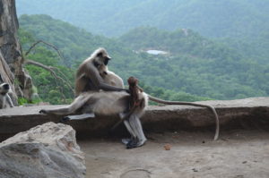 Gray Langurs with infant