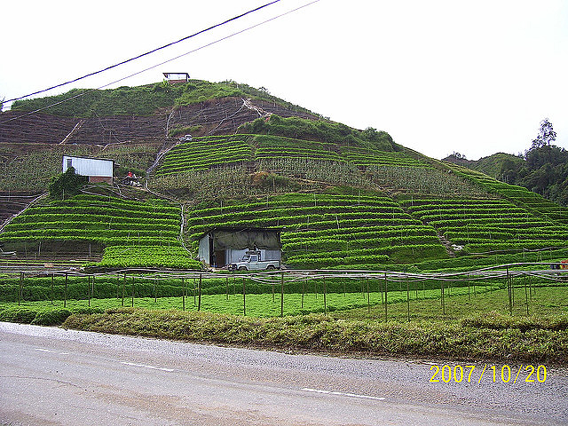 A farm in Ringlet, in the Cameron Highlands of Malaysia 