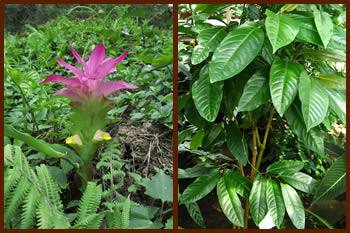 Skilled healers can combine Curcuma aromatica (left) and Piper longum (right) to make effective medicines