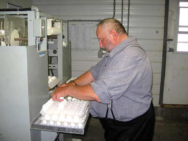 The Chicken Manager sorting eggs at the Pincher Creek Hutterite Colony, 70 miles south of Brant, Alberta