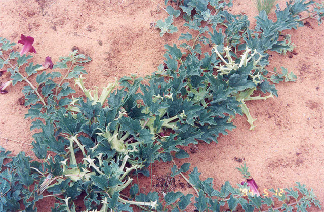 A devil’s claw (Harpagophytum procumbens) plant growing in a desert of southern Africa