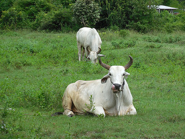 Cattle in the Thai countryside 