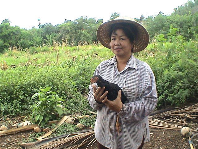 A woman chicken farmer in rural Thailand, whose flocks produce manure that could be used for biogas production