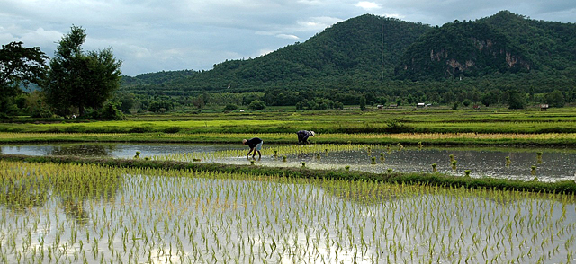 Rice farming in Thailand 