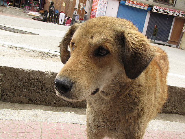 A feral dog in Leh 