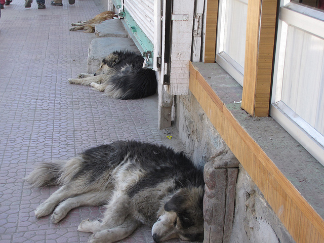 Feral dogs on a sidewalk in the old part of Leh 