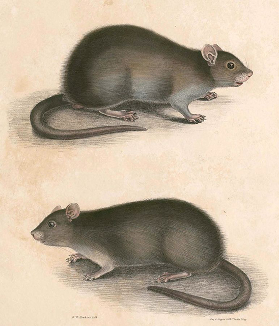 The lesser bandicoot rat (From Thomas Hardwicke, Illustrations of Indian Zoology, volume 2, in the public domain in Wikipedia)