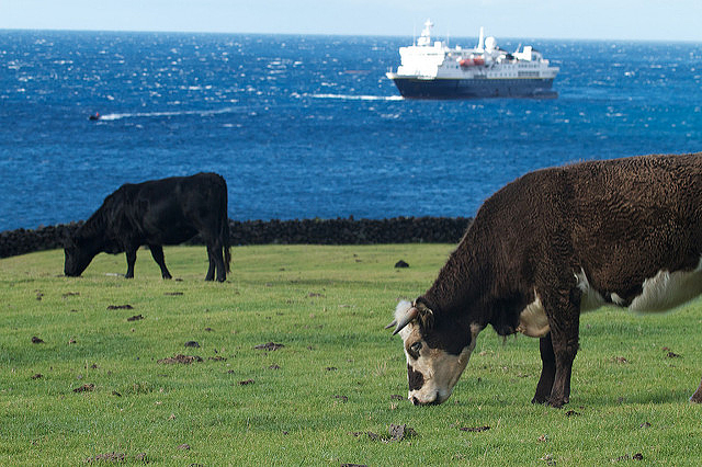 Cows in a Tristan pasture with a ship anchored off shore 