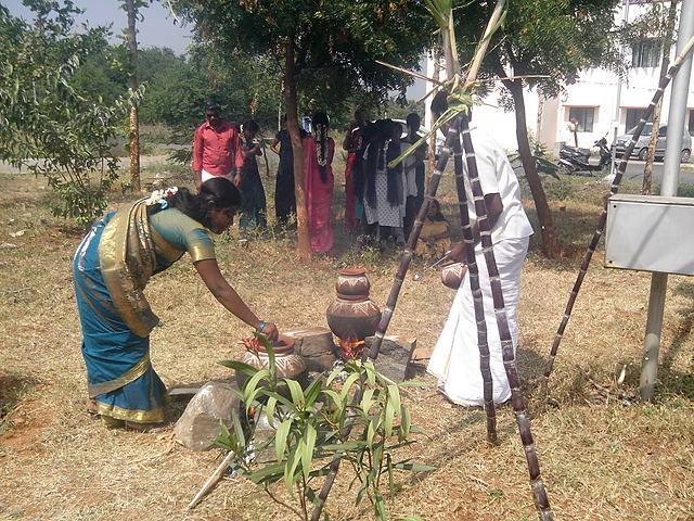 New Year and Pongal Celebration in Tamil Nadu 