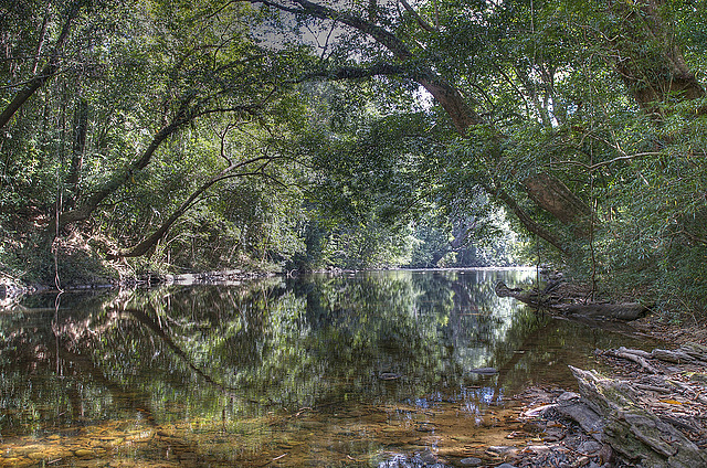 A forest river in the Taman Negara National Park 