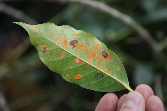 Coffee leaf rust (Photo by Richard on Flickr, Creative Commons license)