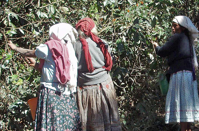 Women picking coffee in Oaxaca (Photo by Lon&Queta on Flickr, Creative Commons license)